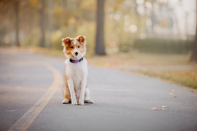 틀랜드 셰이프도그 강아지 야외 놀이 여름과 가을 가을 색 Sheltie 개