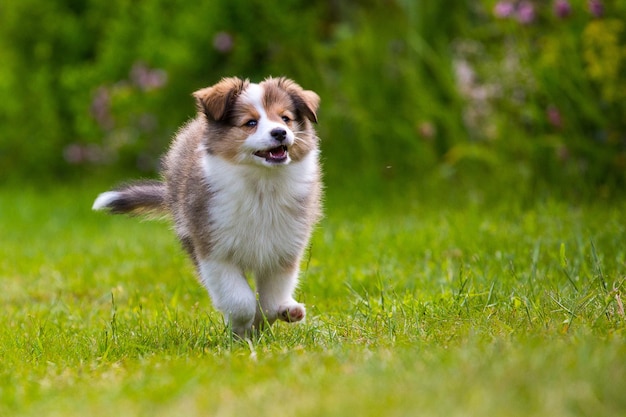 shetland sheepdog puppy walking on grassy field
