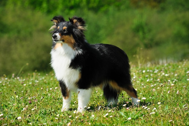 草の上のシェットランド ・ シープドッグ純血種の犬