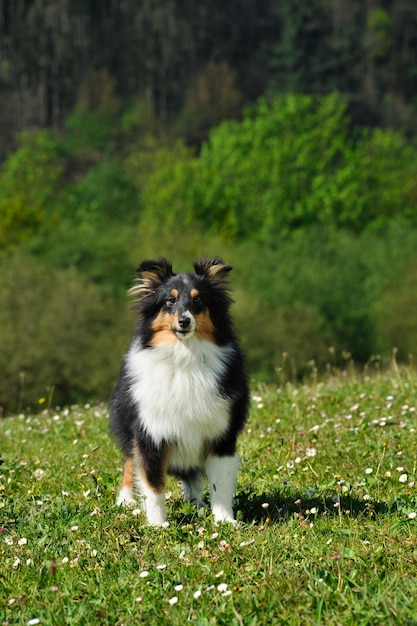 草の上のシェットランド ・ シープドッグ純血種の犬