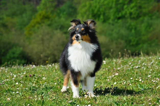 草の上のシェットランド ・ シープドッグ純血種の犬