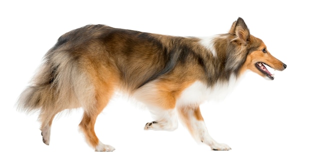 Shetland Sheepdog running in front of a white wall