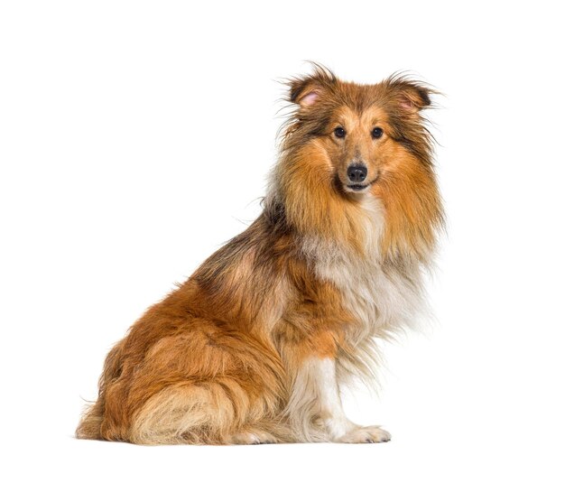 Shetland sheepdog sheltie dog looking at camera isolated on white