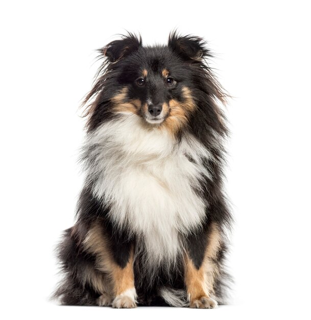 Shetland Sheepdog sitting (1.5 years old)