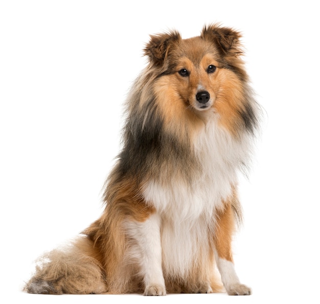 Shetland Sheepdog sitting in front of a white wall