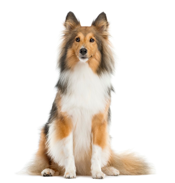 Shetland Sheepdog sitting in front of a white wall