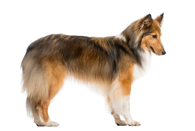 Shetland Sheepdog springen voor een witte muur