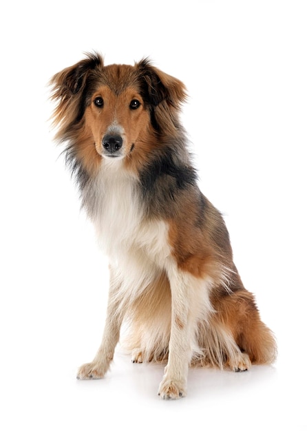 Shetland Sheepdog in studio