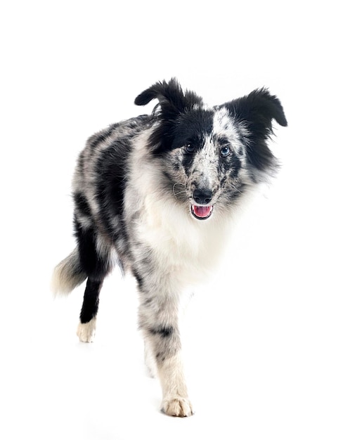 Shetland Sheepdog in studio