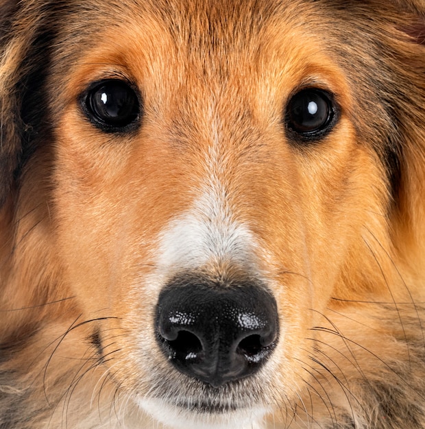 Shetland Sheepdog voor witte achtergrond