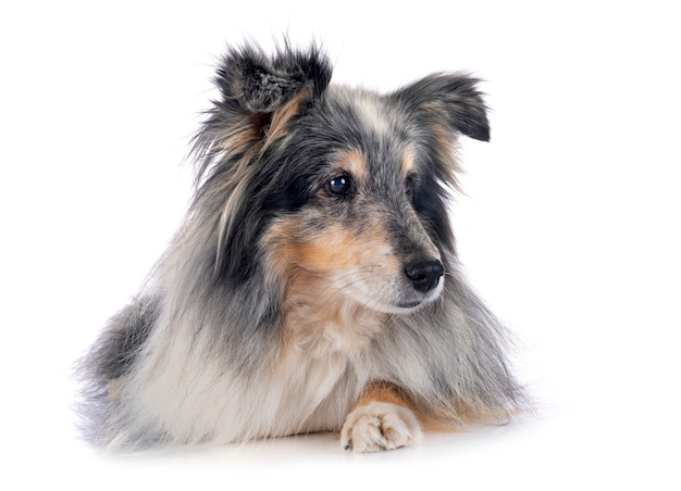 Shetland Sheepdog