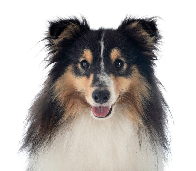 Shetland Sheepdog