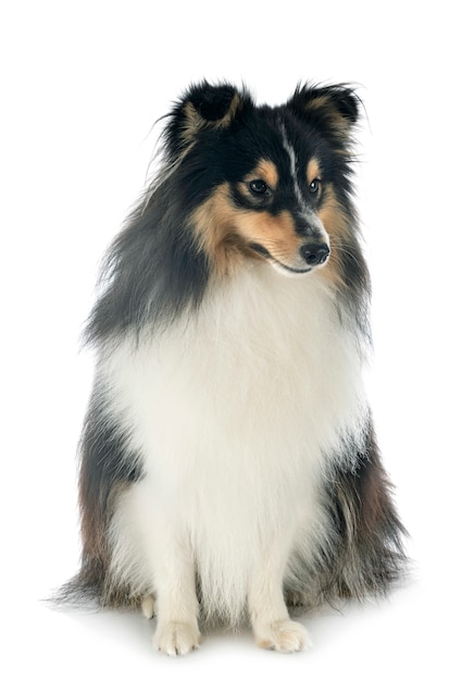 Shetland sheepdog 