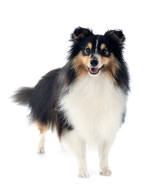 Shetland sheepdog 