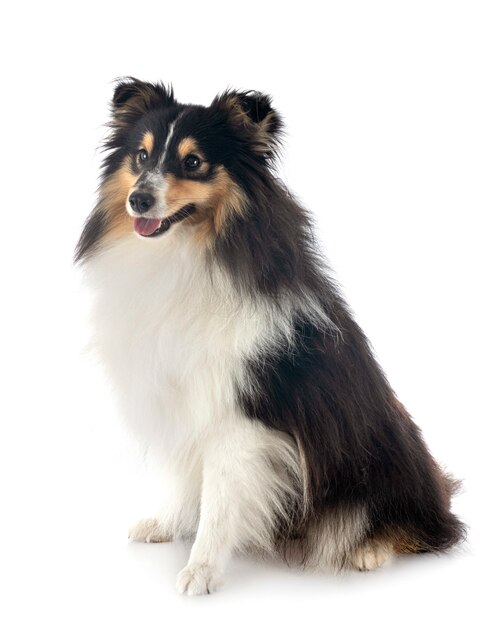 Shetland Sheepdog