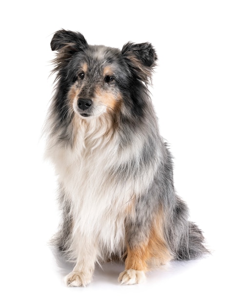 Shetland sheepdog