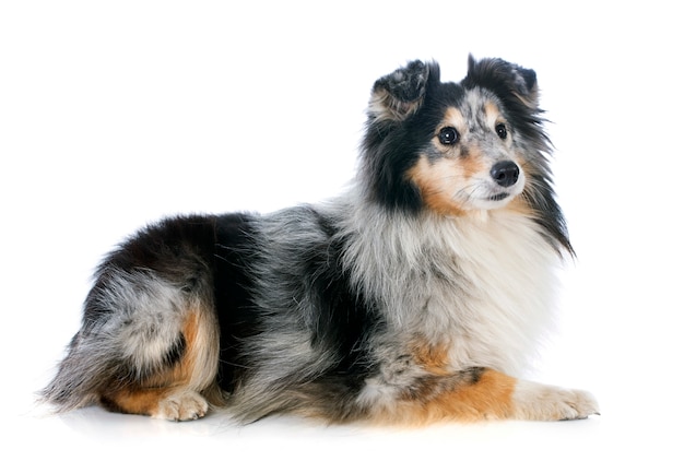 Shetlandhond
