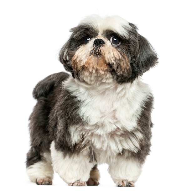 Shi tzu standing isolated on white