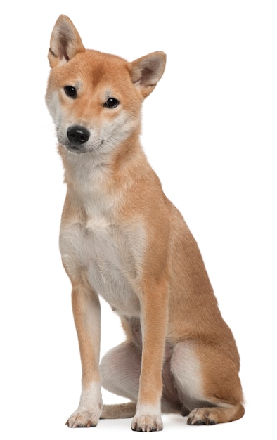 Shiba Inu, 1 year old, sitting in front of white wall