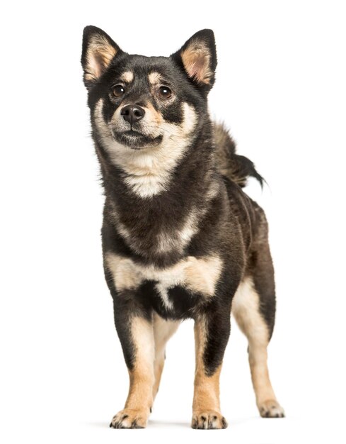 Shiba inu 11 months standing against white background