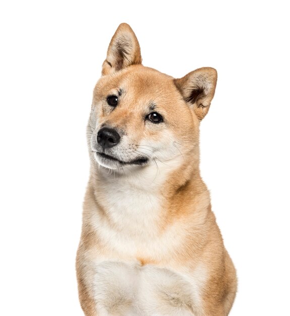 Shiba Inu, 2 years old, in front of white background