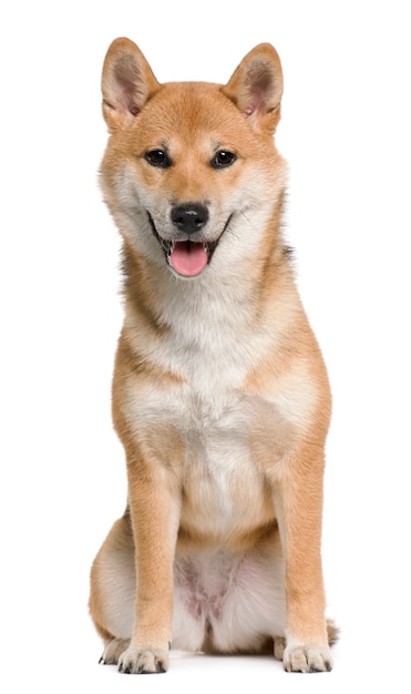 Shiba inu, 6 months old, sitting in front of white wall