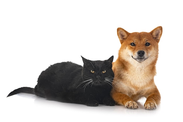 Shiba inu and cat in studio