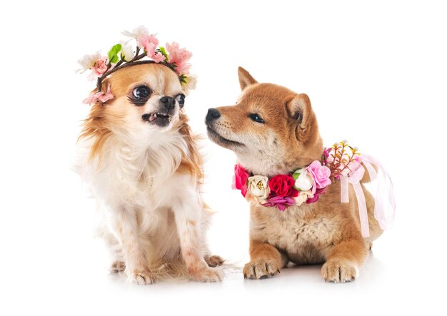 Shiba inu and chihuahua in front of white background