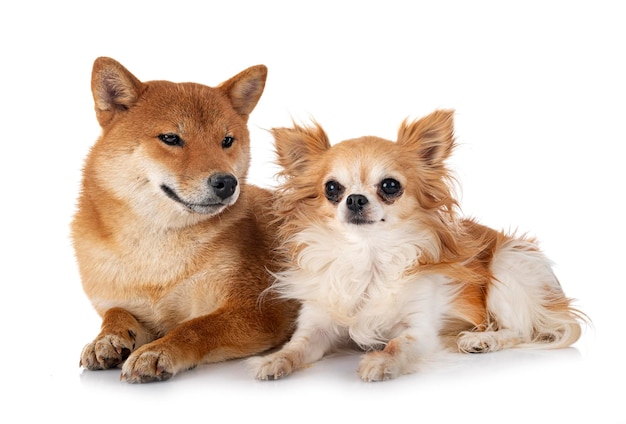 Shiba inu and chihuahua in studio