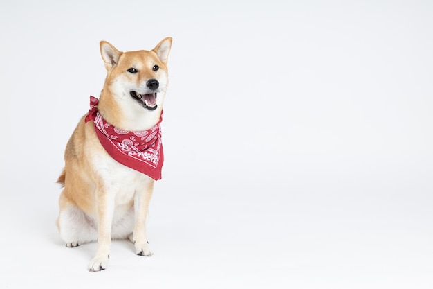 Shiba Inu 흰색 배경에 귀여운 강아지