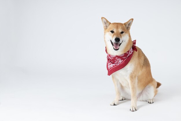 Shiba Inu 흰색 배경에 귀여운 강아지