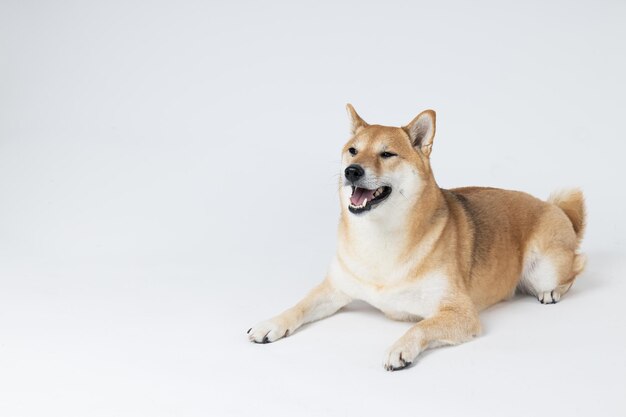 Shiba Inu 흰색 배경에 귀여운 강아지