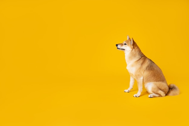 Shiba inu cute dog on yellow background