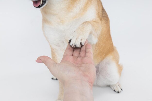 Shiba Inu die een poot geeft aan vrouwelijke hand op witte achtergrond