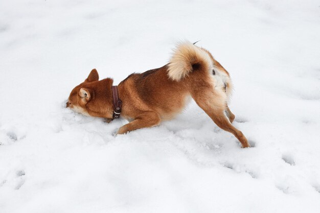 Shiba Inu dog buried itself in the snow Funny red shiba inu dog in a snowy park