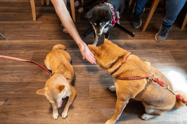 The shiba inu dog at home Close up image of a shiba Inu dog entering the house