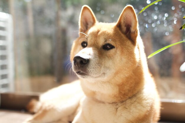 The shiba inu dog at home Shiba Inu female dog in the room closeup