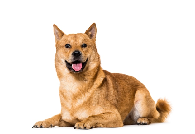 Shiba Inu Dog liggen