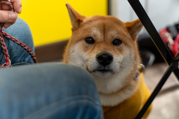 カメラを見上げている柴犬犬 ひもにつないでカメラを見上げている柴犬の子犬