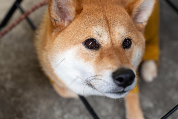 カメラを見上げている柴犬犬 ひもにつないでカメラを見上げている柴犬の子犬