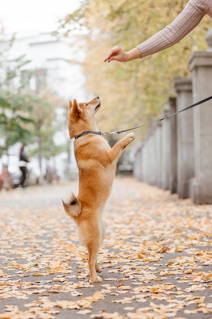 Shiba inu dog outdoor. Autumn Fall collections. Dog walking