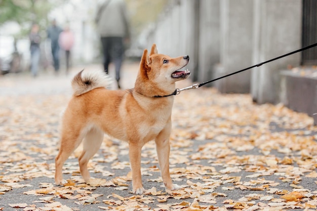 Shiba inu dog outdoor. Autumn Fall collections. Dog walking