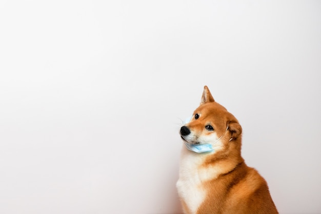 Shiba inu dog in a protective mask