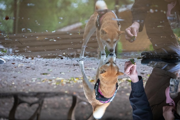 Shiba inu dog shaking water shiba inu dogs in a look at the water