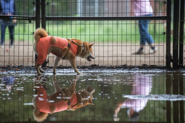 水を揺らす柴犬 水を見つめる柴犬