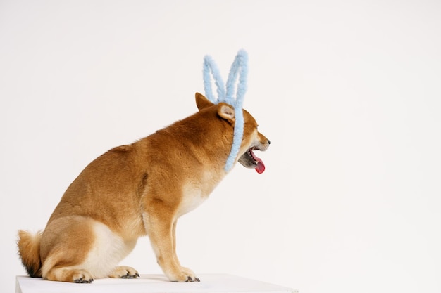 Shiba inu dog sits in blue easter bunny ears and looks to the side on a light background in the studio