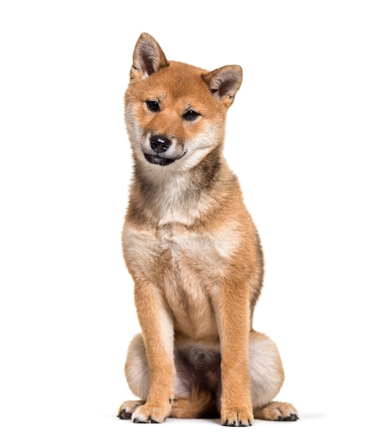 Shiba Inu dog sitting against white background