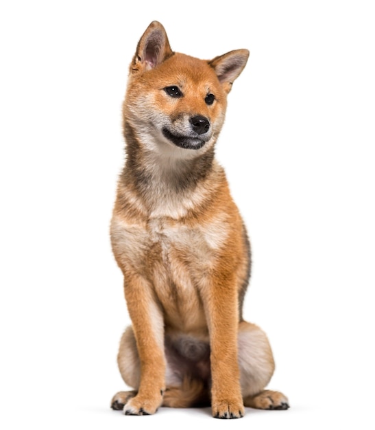 흰색 배경에 앉아 Shiba Inu 개