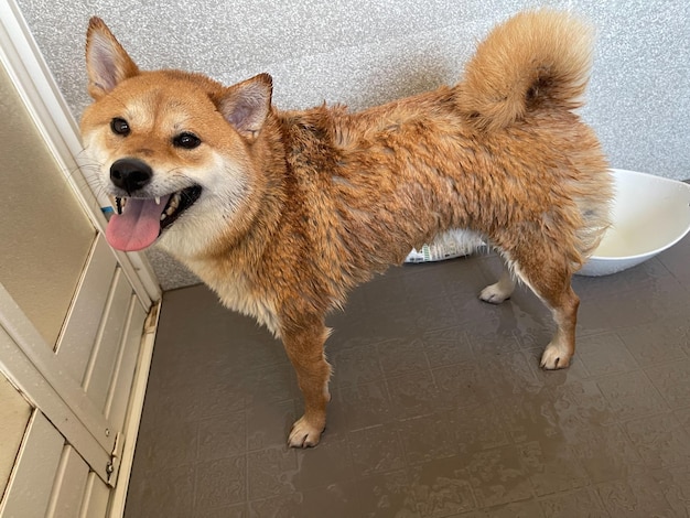 Shiba inu dog standing on park shiba inu dog panting while\
standing on road