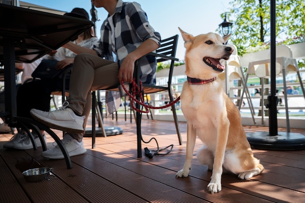 写真 散歩をしている柴犬